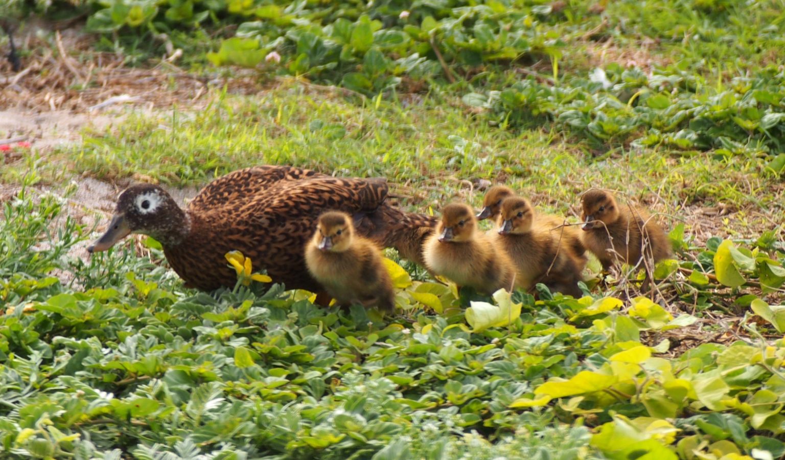 A Laysan duck with her offspring.